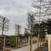 Une allée bien taillée pour le cimetière