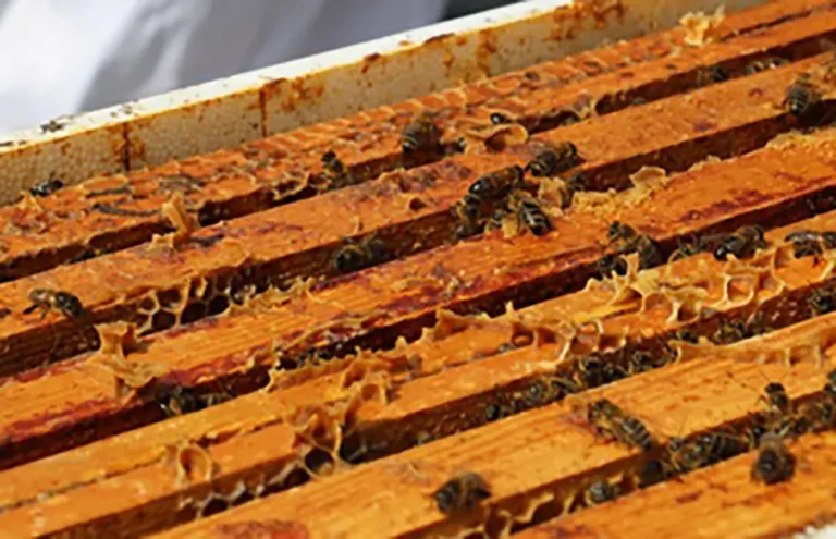 abeilles Image description