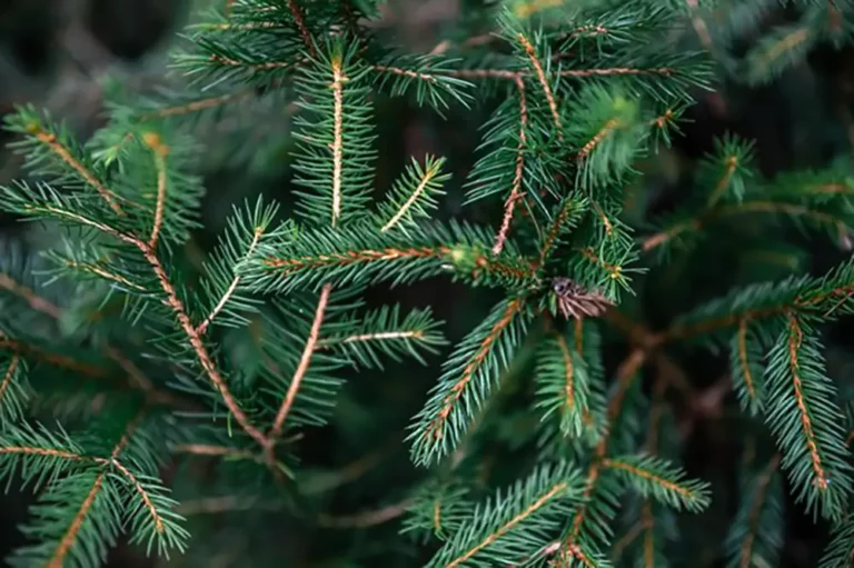 sapin conteneurs