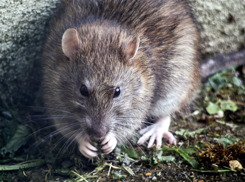 Un rat.